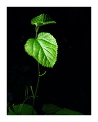leaf2