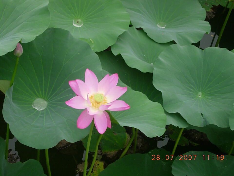 出淤泥而不染<br />
