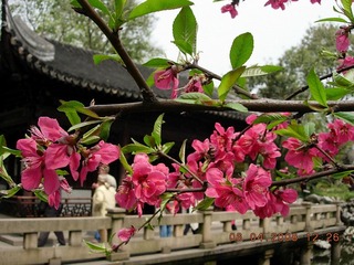 春色盎然 