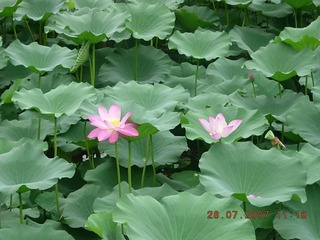 夏