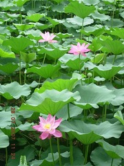 相互映衬