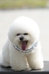 393934