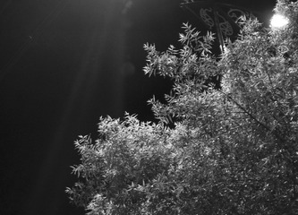 _DSC0220.jpg