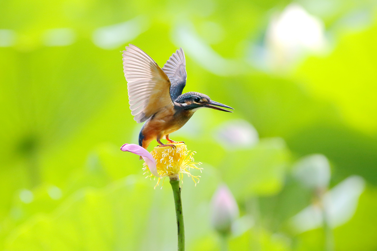 普通翠鸟 common kingfisher