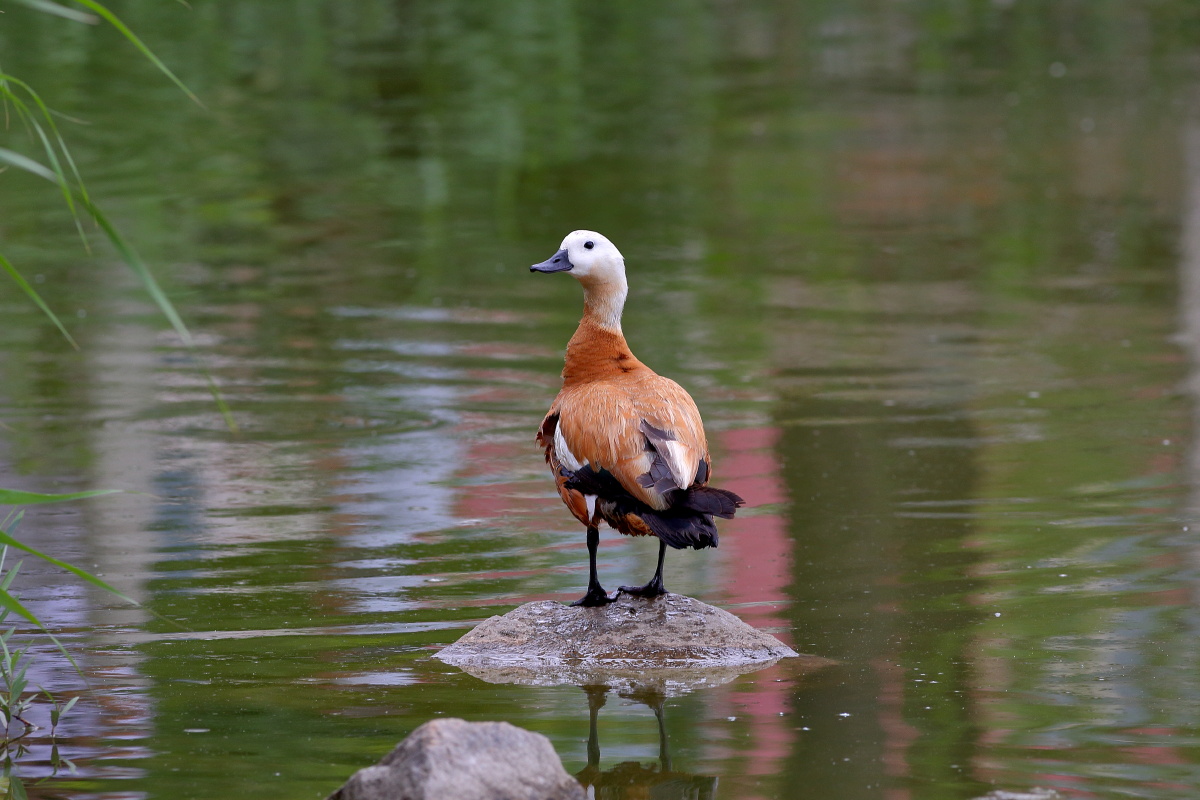 赤麻鸭ruddyshelduck