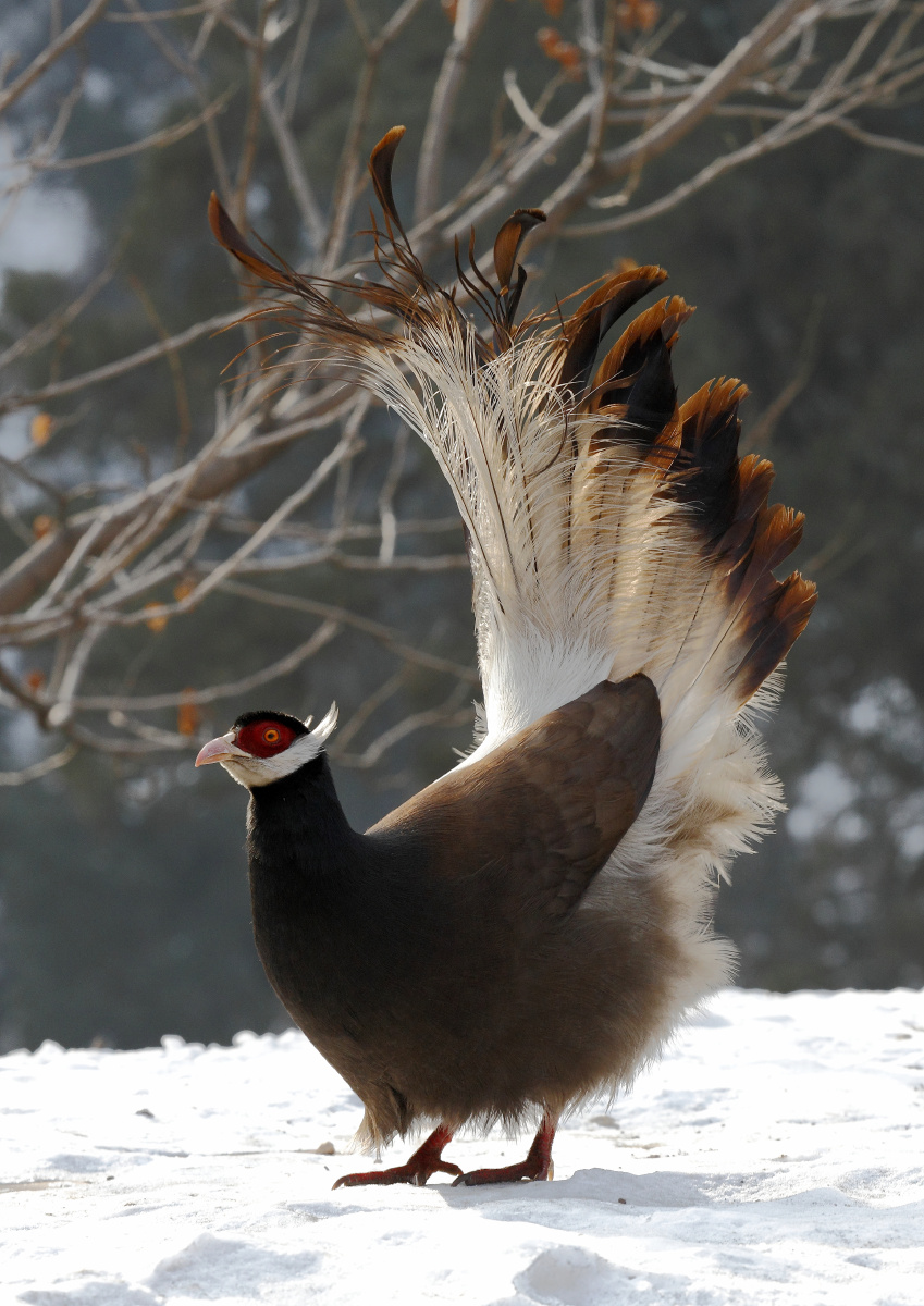 褐马鸡 brown eared-pheasant