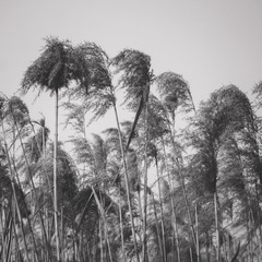 B5B330D8-97E5-4C84-AD03-34A9D65A165B/L0/001