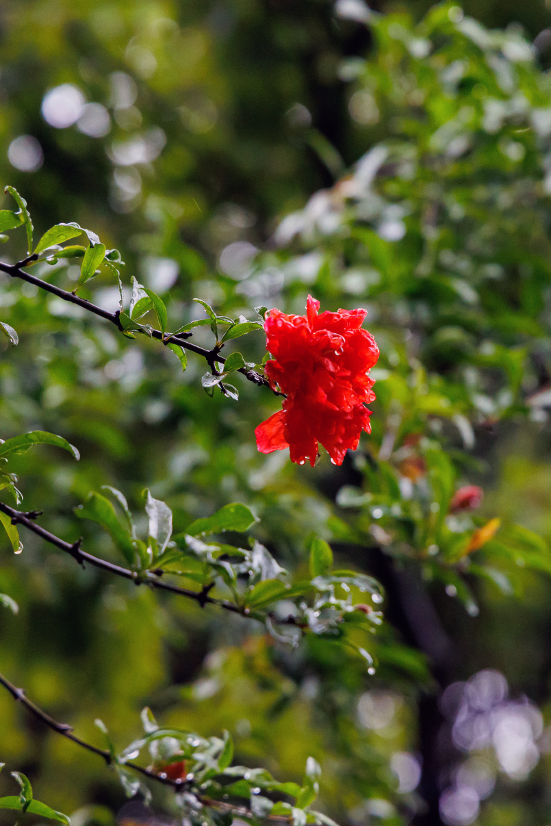 雨中的石榴花 - 鹤舞江南 - 图虫