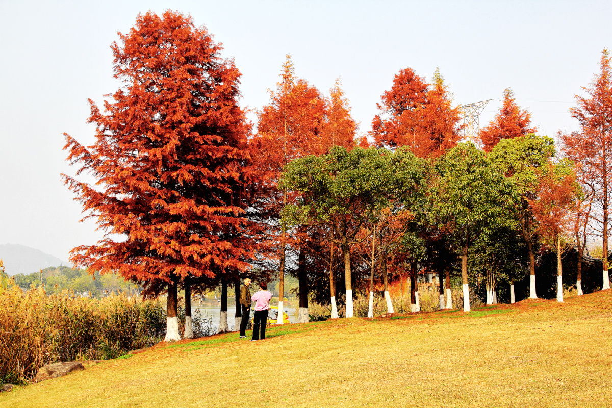 红杉树下 - 鹤舞江南 - 图虫