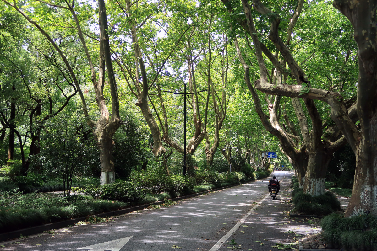 杭州西湖杨公堤 - 鹤舞江南 - 图虫