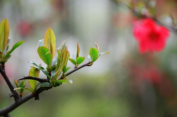 LYP_3825