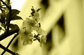 LYP_3833