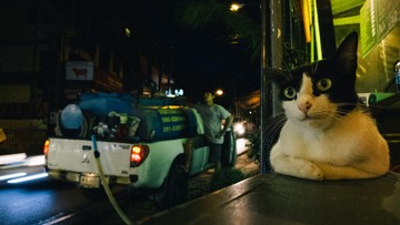 街边一只猫