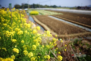 开平的田野