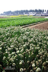 开平的田野