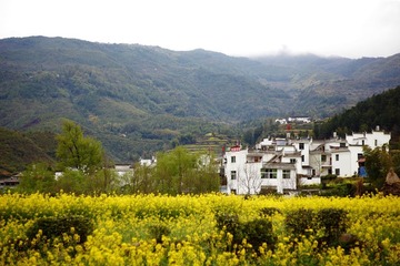 菜花·小村