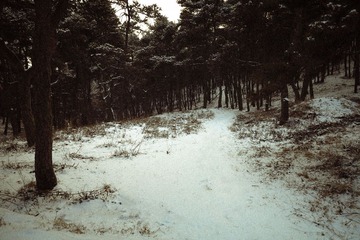 IMG_4516-1
