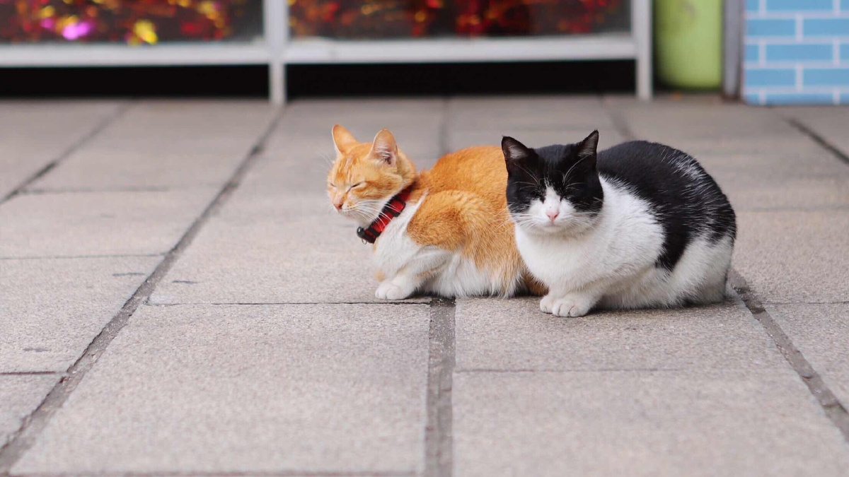 困得不行的黄猫黑猫,又萌又胖