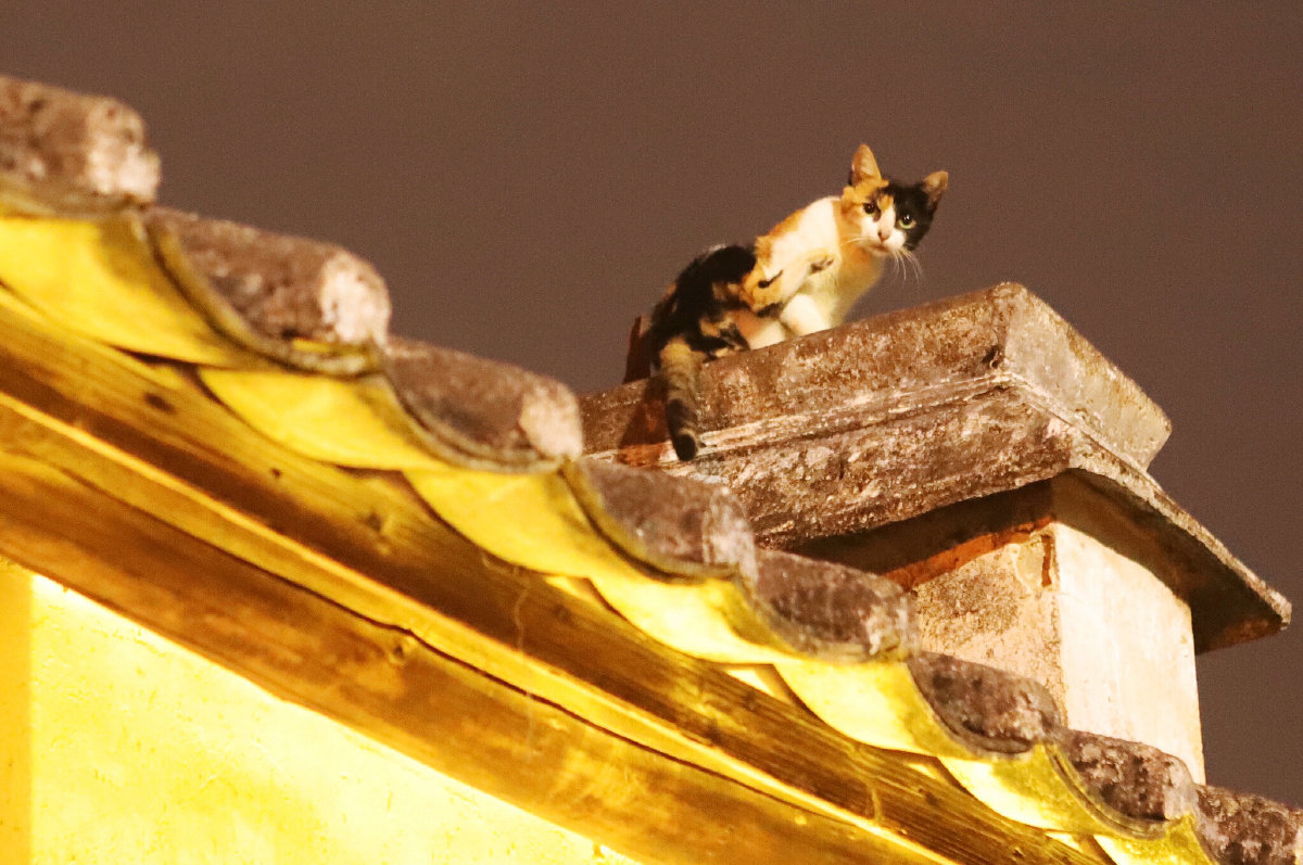 老巷屋檐上的猫