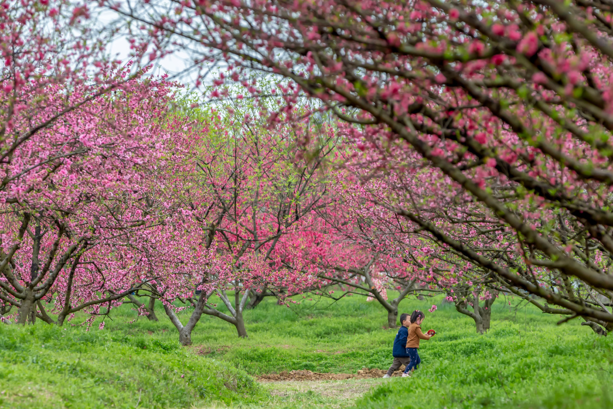 三十岗桃溪农场南濒董铺水库环境优美风光旖旎