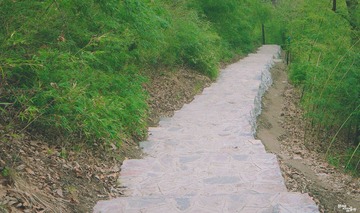 林中小道3