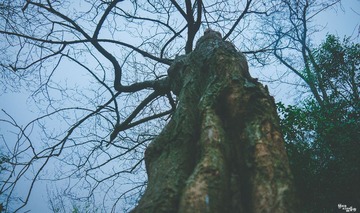 树