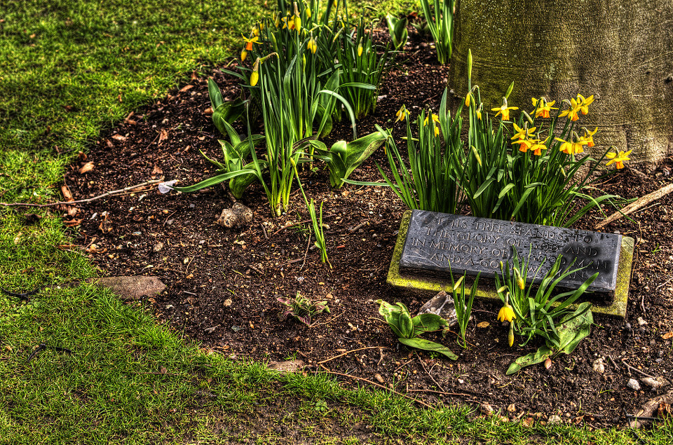 daffodils br /> the tree stands to the glory of god.