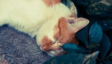 little abondoned cat