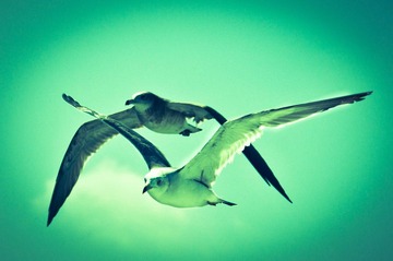 Birdy shoot