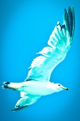 Birdy shoot II