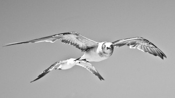 Sea-gull