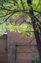 Falling Leafs~