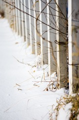 IMGP9796_1