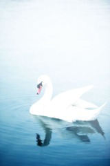 dream