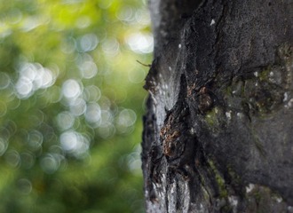 Test：£20苏联版蔡司--Jupiter 8 2/50mm + Sony NEX5