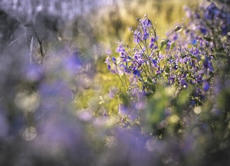 flower.jpg