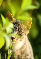躲猫猫