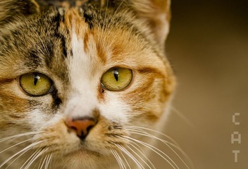 _MG_9151-10