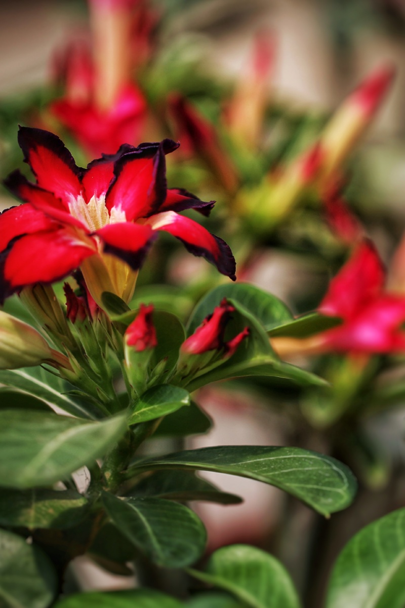 关注沙漠玫瑰百度识图植物系青年植物摄影爱好者购买并下载购买版权后