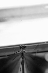 _DSC6922.jpg