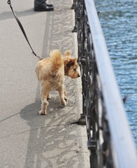 狗