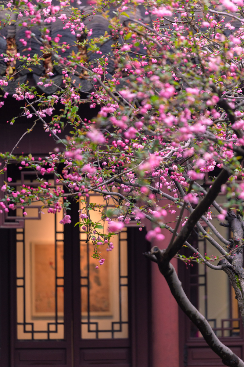 燕园海棠北燕归衔春来海棠一树满庭芳