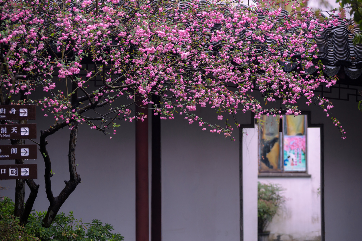 燕园海棠北燕归衔春来海棠一树满庭芳