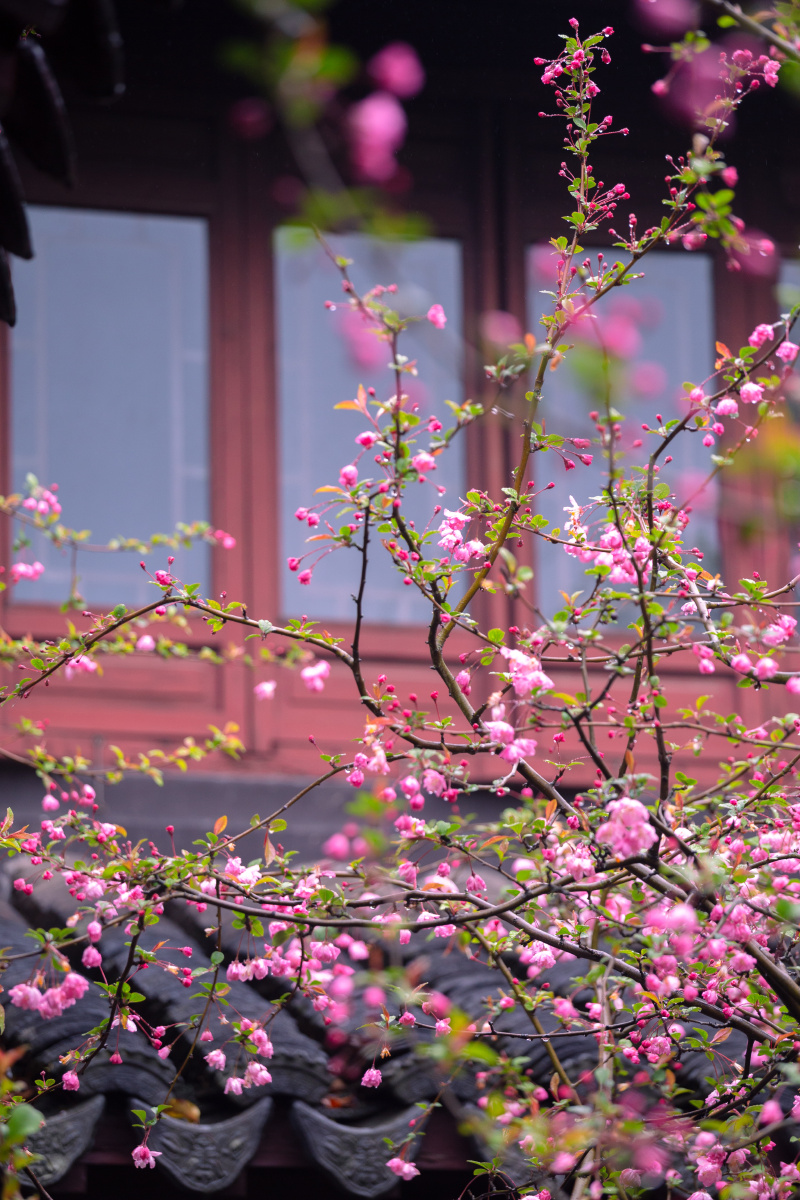 燕园海棠北燕归衔春来海棠一树满庭芳