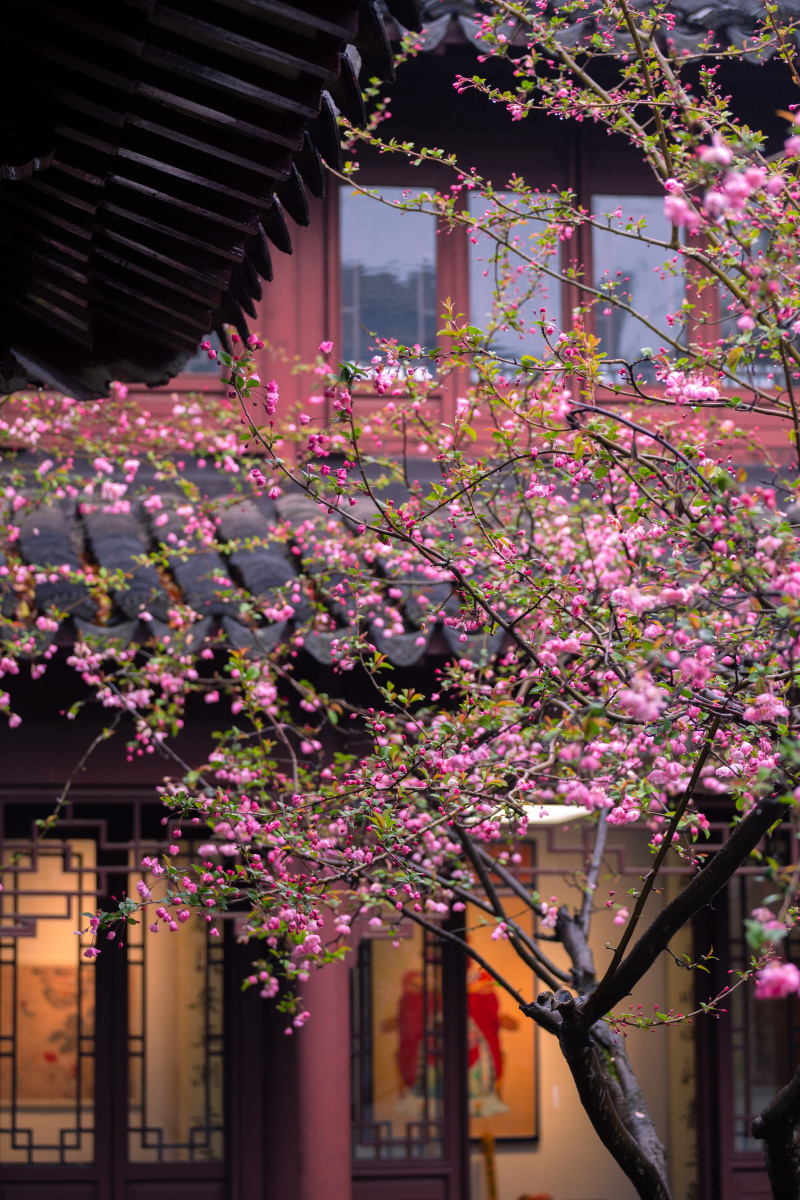 燕园海棠北燕归衔春来海棠一树满庭芳