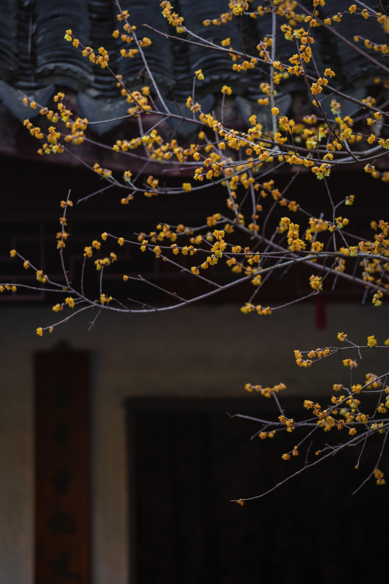 苏州园林留园的腊梅