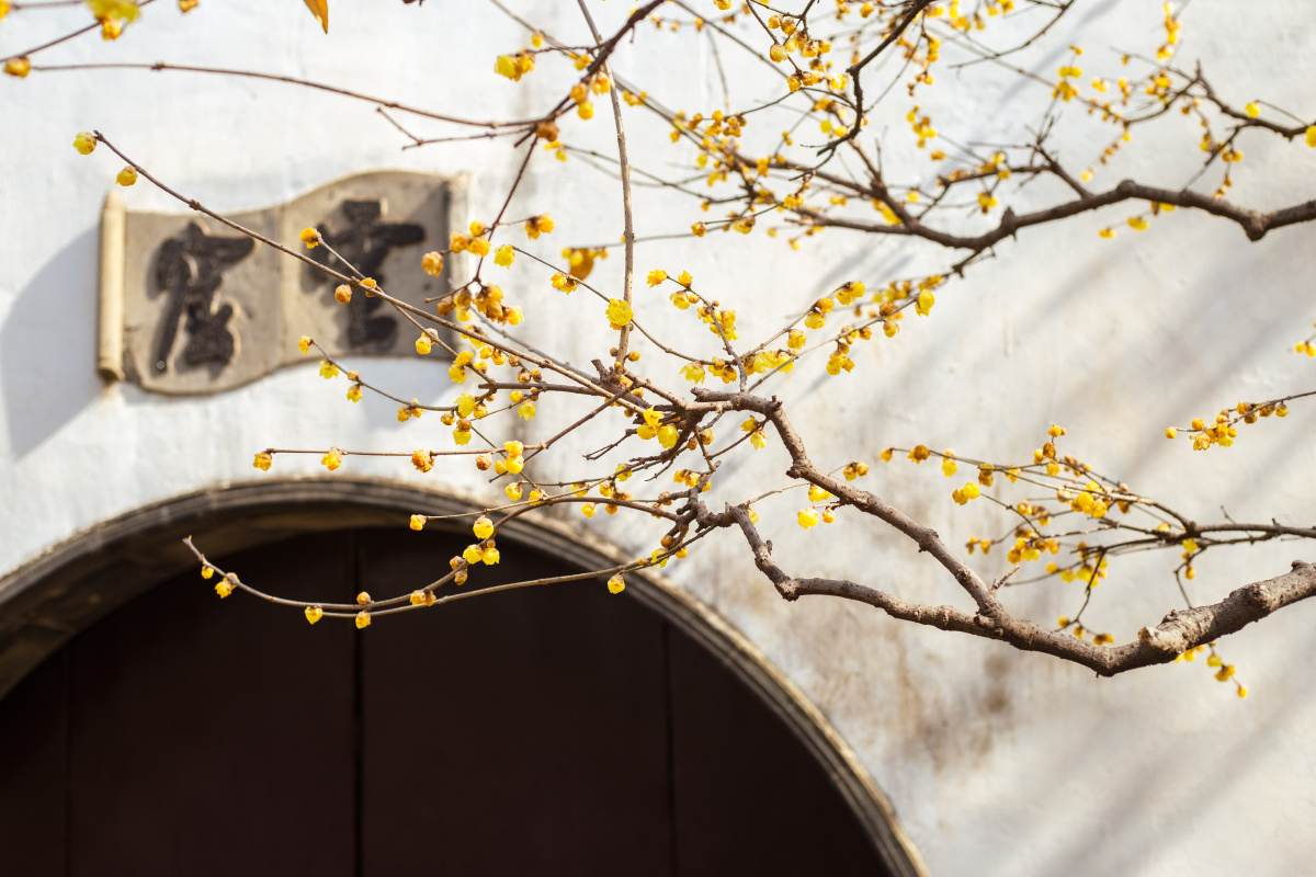 苏州园林网师园的腊梅