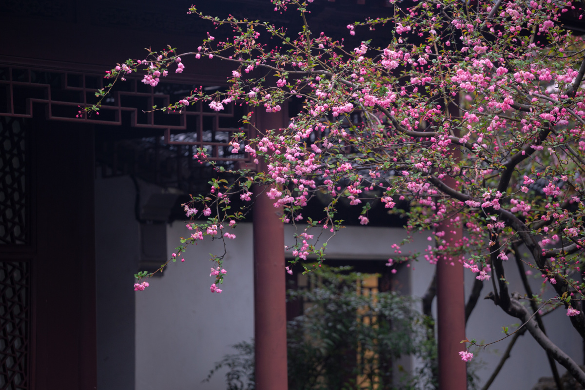 燕园海棠北燕归衔春来海棠一树满庭芳