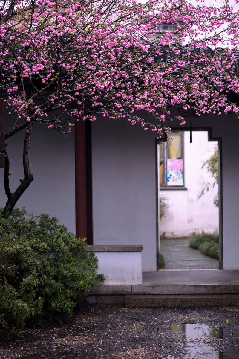 燕园海棠北燕归衔春来海棠一树满庭芳