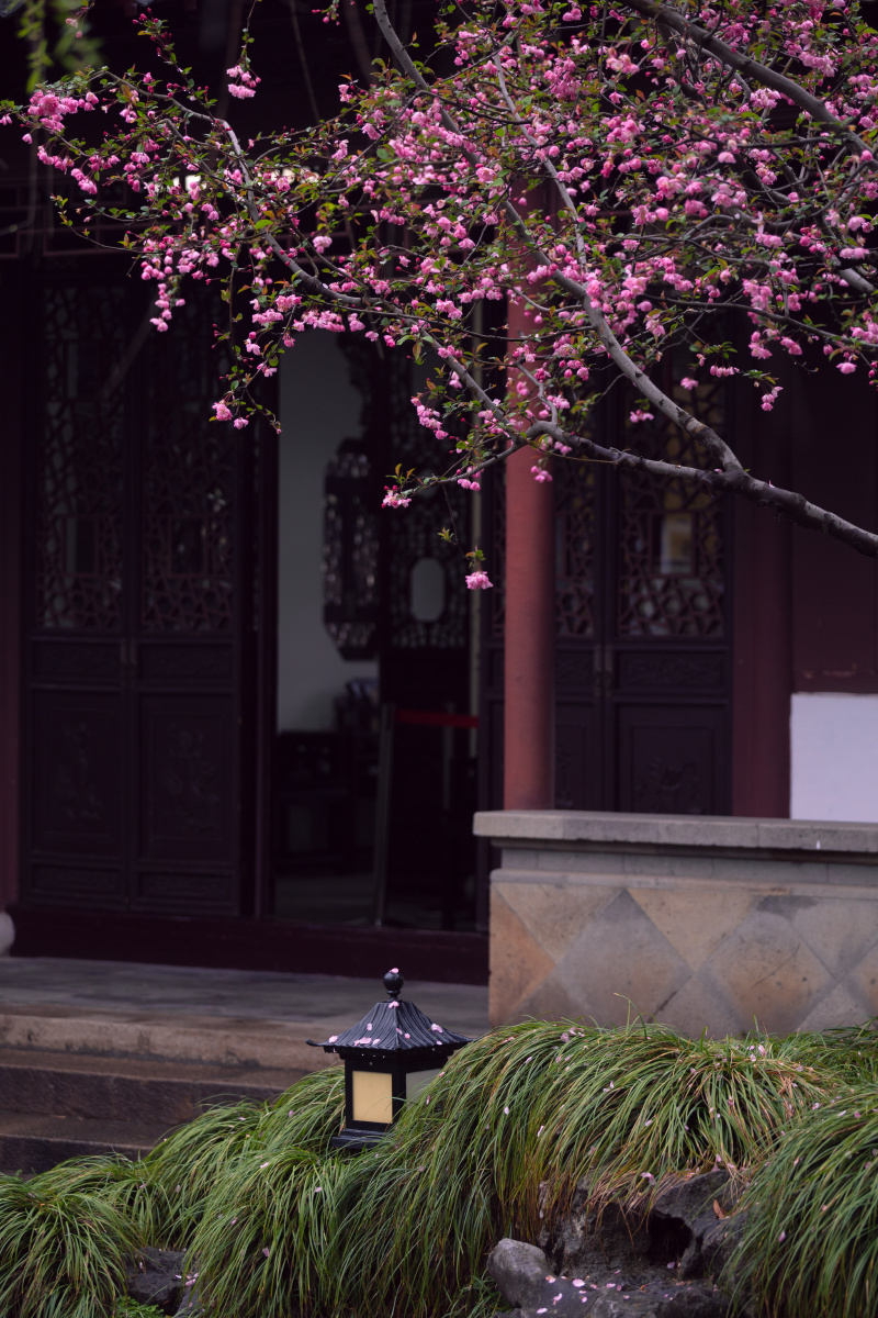 燕园海棠北燕归衔春来海棠一树满庭芳